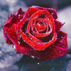 Broderie Diamant - Rose rouge - Kit complet de Diamond Painting avec accessoires