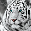 Broderie Diamant - Le tigre blanc - Kit complet de Diamond Painting avec accessoires